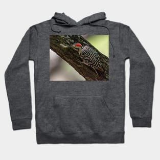 Ladder-Backed Woodpecker and Caterpillar Hoodie